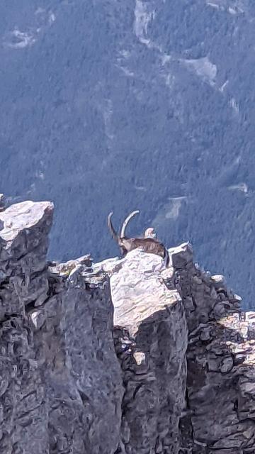 Steinbock