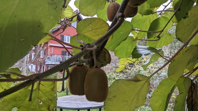 kiwi hanging from tree