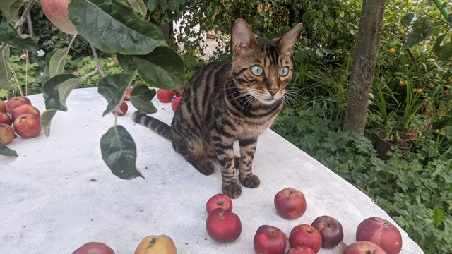 Cat with apples